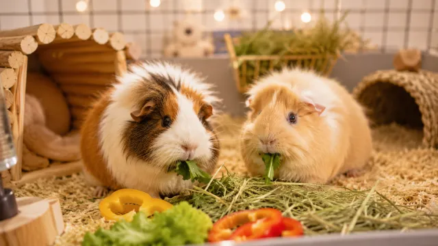 Two happy guinea pigs munching on fresh Timothy hay and vegetables in a spacious modern enclosure