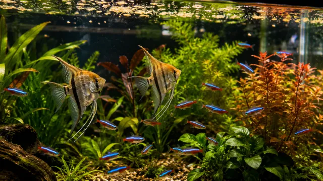 A vibrant freshwater planted aquarium with neon tetras swimming near floating fish food
