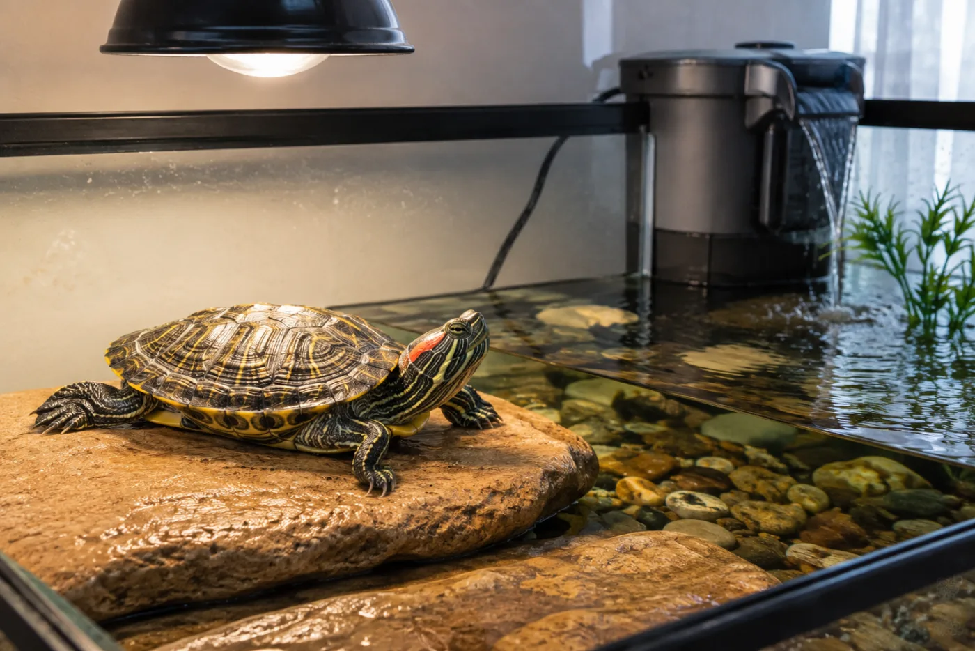 Rotwangen-Schmuckschildkröte sonnt sich auf einem Stein unter einer Wärmelampe im Aquarium